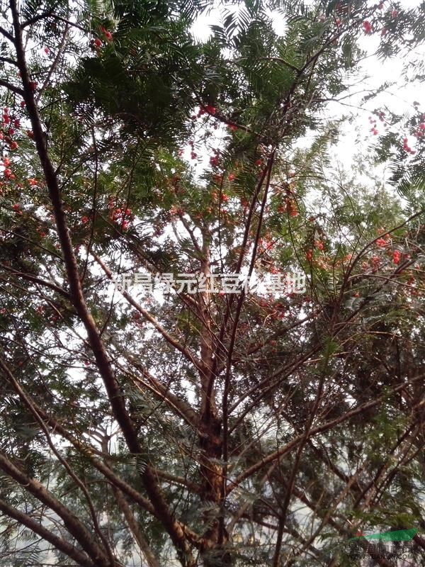 紅豆杉種仔