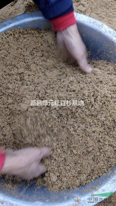 紅豆杉種仔