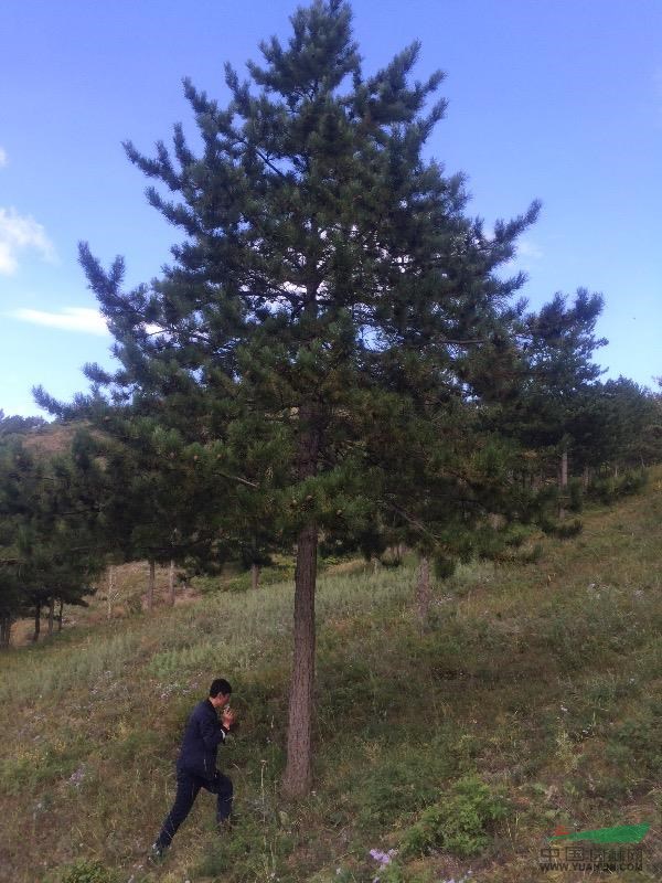 特供：叢生油松，奇型松，大型油松