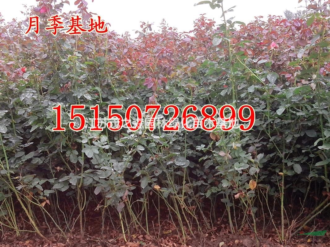 紅帽子月季價(jià)格-紅帽月季價(jià)格-豐花月季價(jià)格-樹狀月季價(jià)格