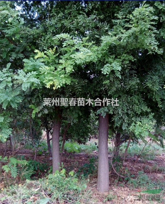山东省莱州供应胸径3-30cm国槐