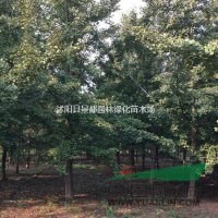 批發(fā)1-60公分銀杏，銀杏樹，銀杏樹苗，銀杏基地