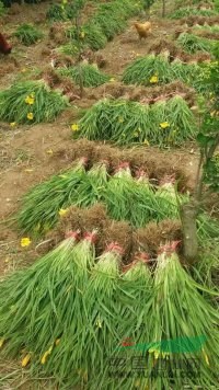 大量供應(yīng)金娃娃萱草，金娃娃萱草苗，金娃娃萱草基地產(chǎn)地