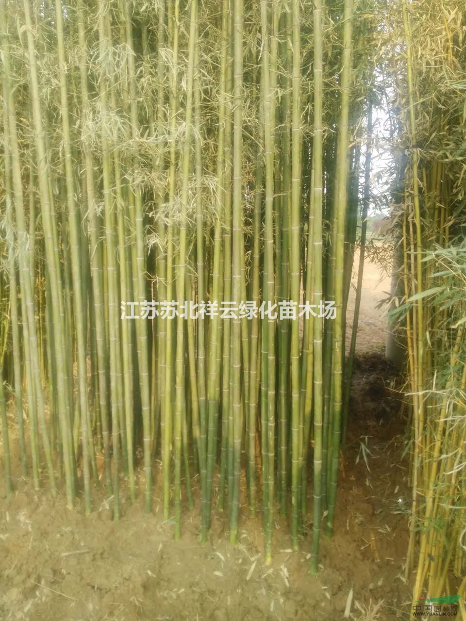 竹子基地销售竹子2 ~8公分，品种齐全
