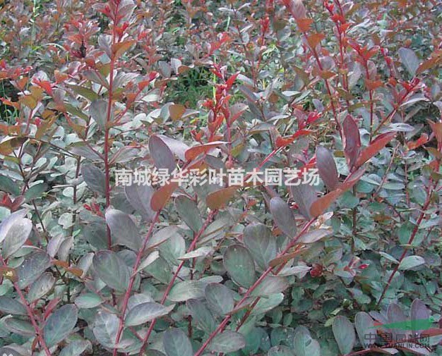 江西天鵝絨紫薇苗報(bào)價(jià) 紅葉紅花紫薇苗供應(yīng)