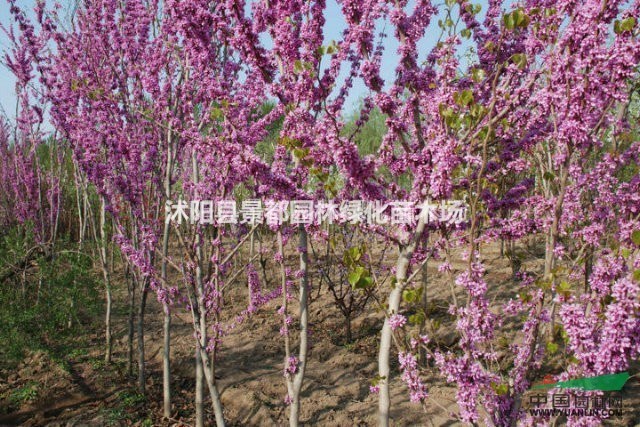 紫荊小苗、紫薇小苗、廣玉蘭、白玉蘭、紫玉蘭、黃玉蘭