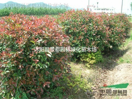紅葉石楠、金葉蕕、紅帽月季、