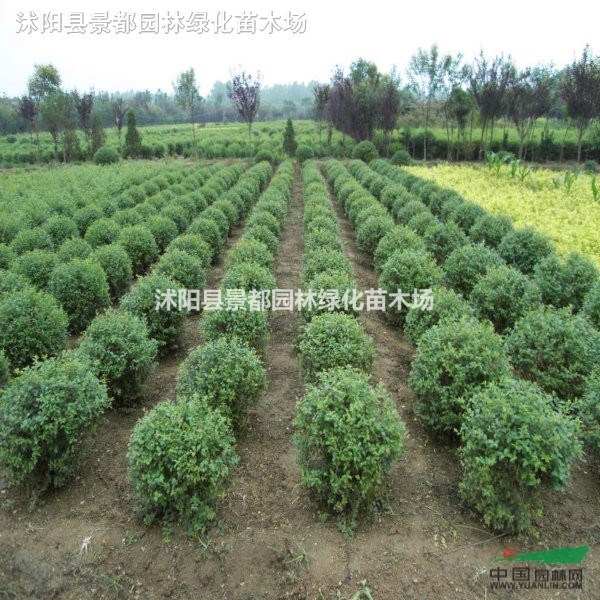 球類植物-常綠小葉女貞球，小葉女貞苗，紅葉女貞球凈球，毛球