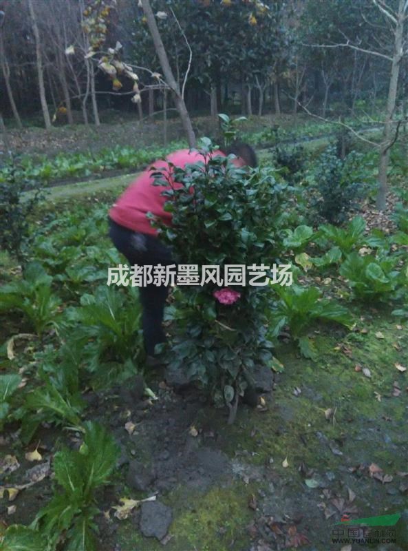 茶花，山茶花，四川茶花