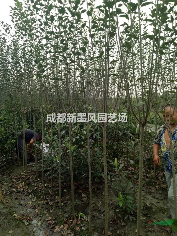 西湖海棠，低分枝西湖海棠，獨桿西湖海棠