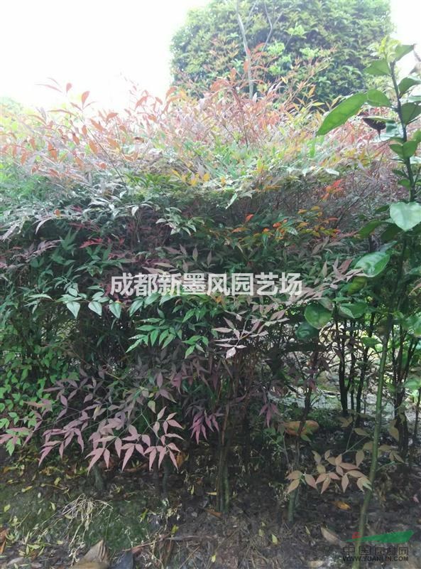 藍天竹