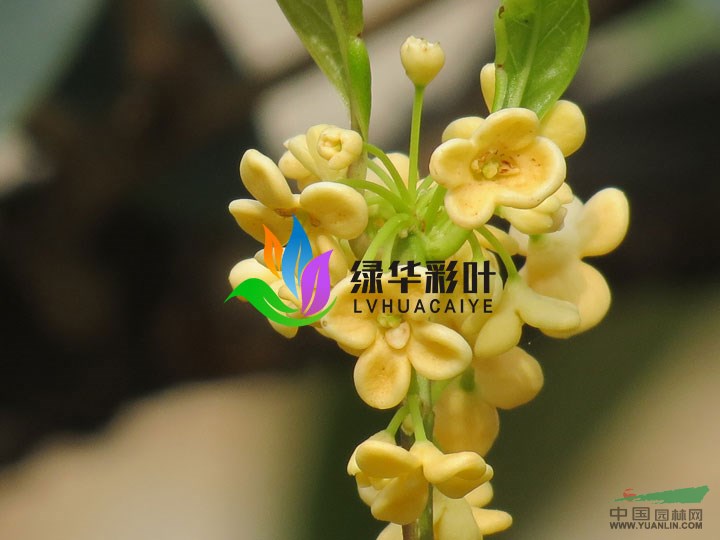 正宗天香臺閣桂花四季桂桂花純正桂花批發(fā)彩葉綠化天香臺閣小苗