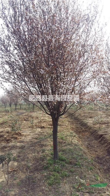 安徽地區(qū)供應(yīng)2-15公分紅葉李
