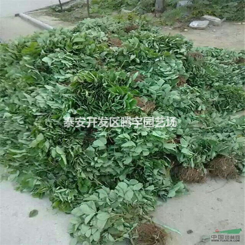 山東供應(yīng)大量草莓苗