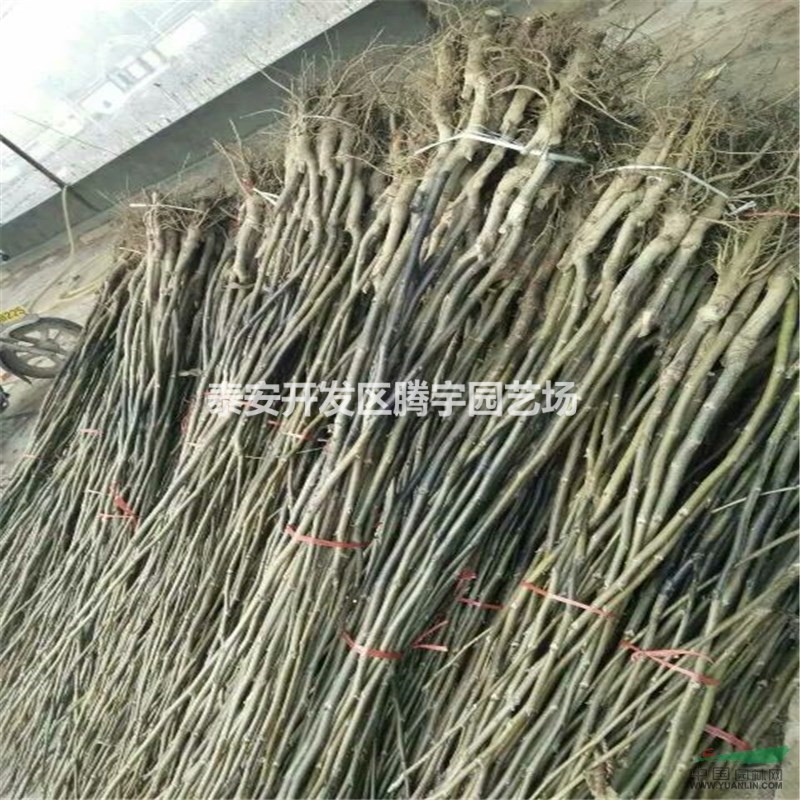 山東供應(yīng)大量核桃苗