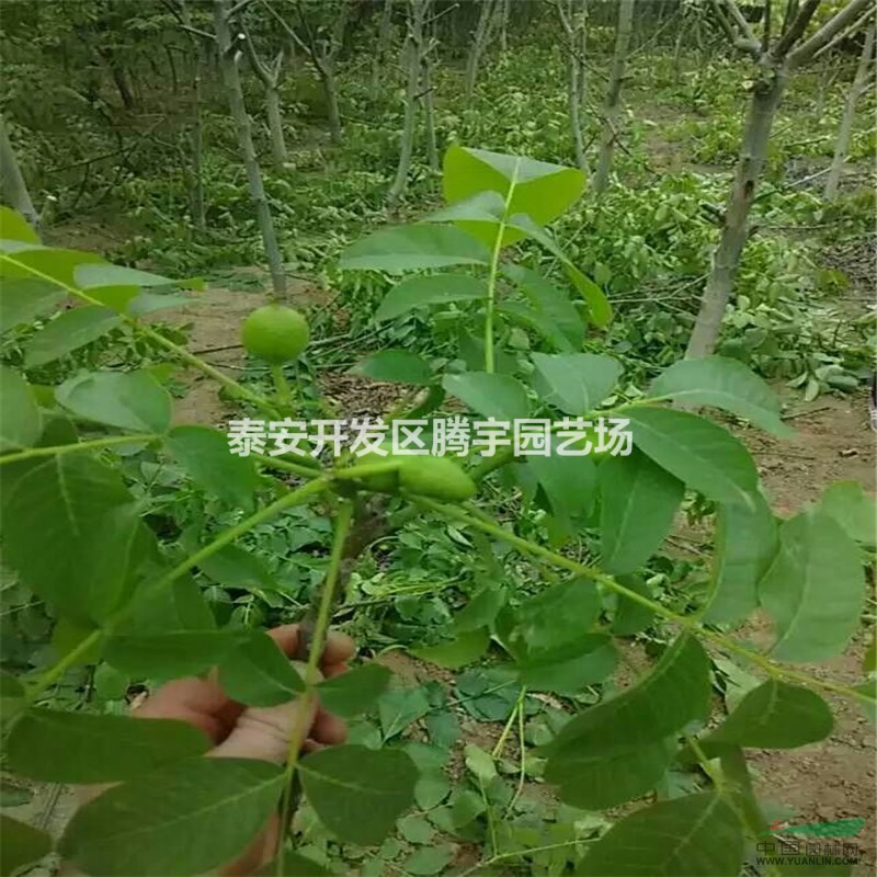 山東供應(yīng)大量核桃苗