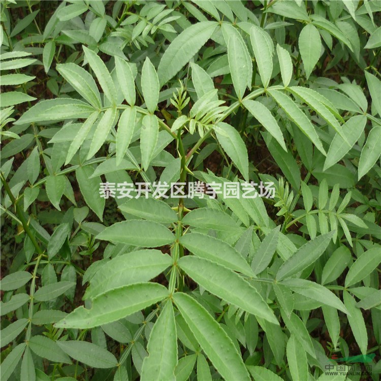 山東供應(yīng)大量花椒苗