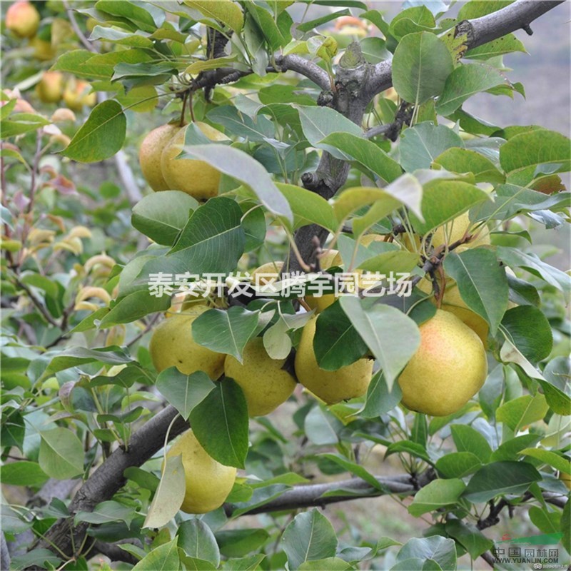 山東供應(yīng)大量梨樹苗
