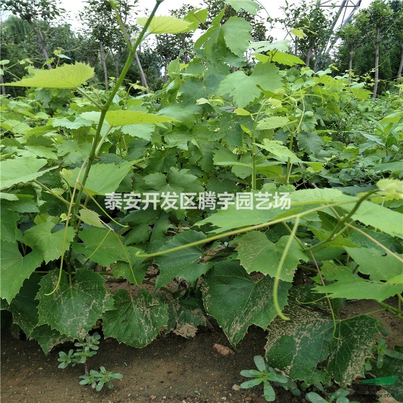 山東供應(yīng)大量葡萄苗