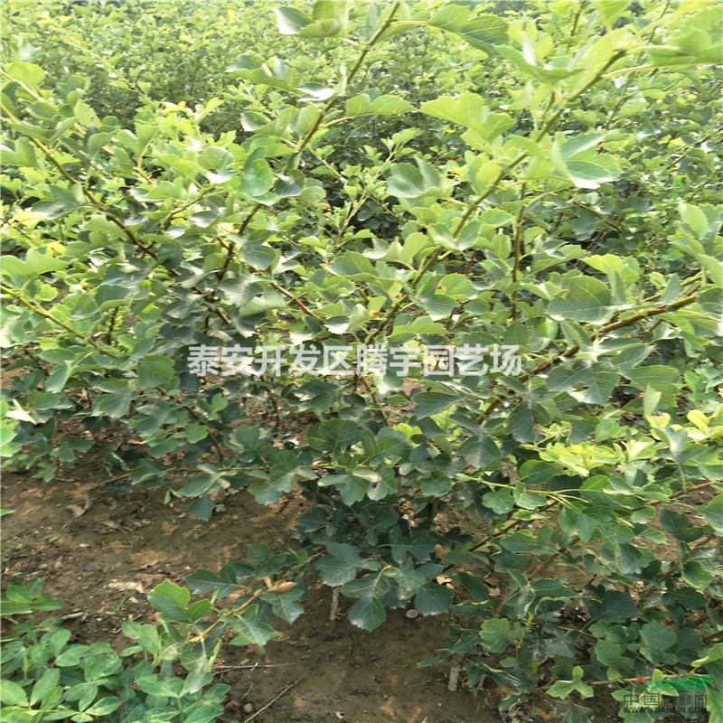 山東供應大量山楂樹苗
