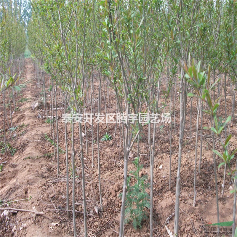 山東供應(yīng)大量石榴苗