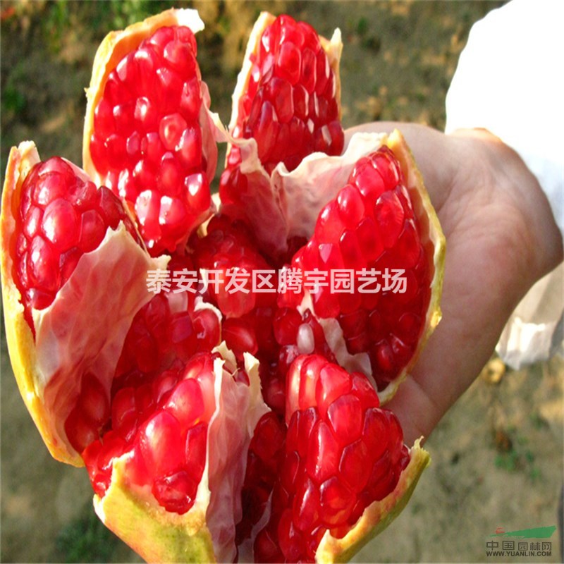 山東供應(yīng)大量石榴苗