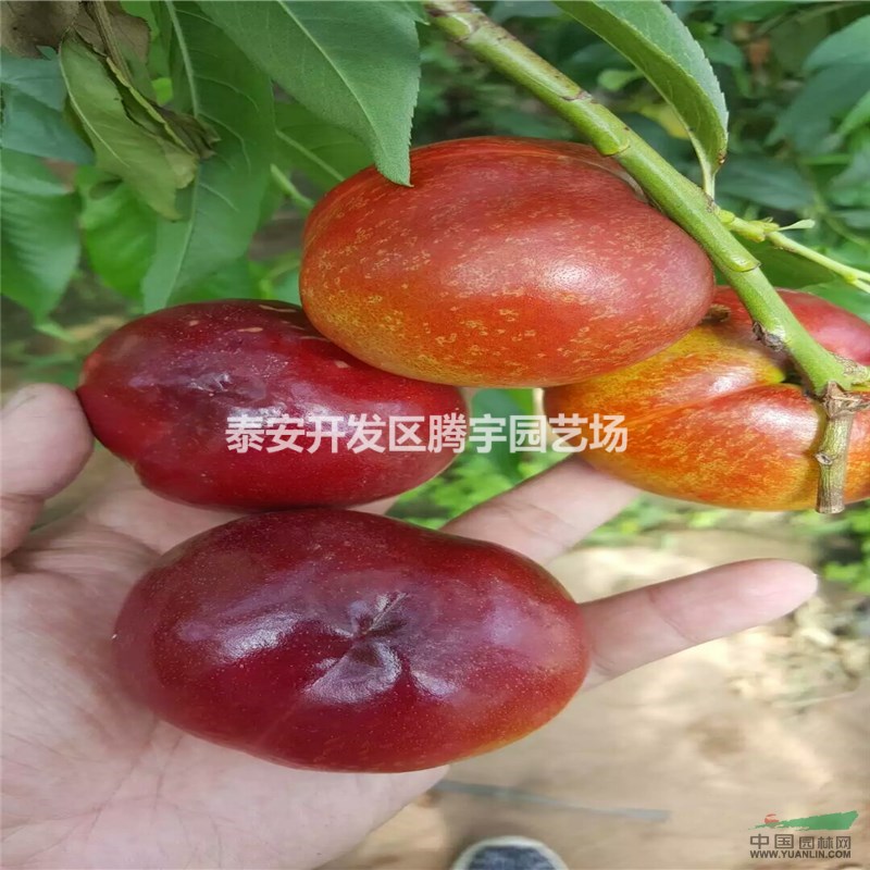 山東供應(yīng)大量桃苗