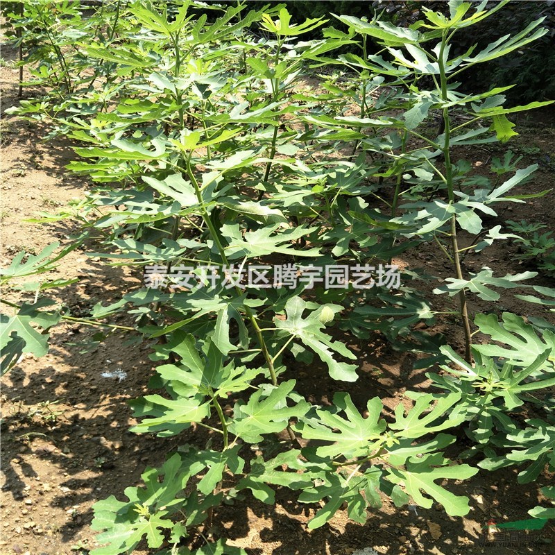 山東供應(yīng)大量無花果苗