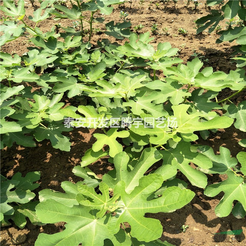 山東供應(yīng)大量無花果苗