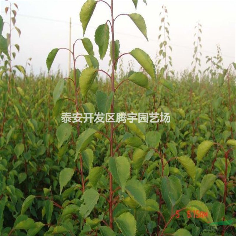 山東供應(yīng)大量杏樹苗