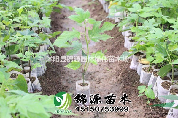 構(gòu)樹扶貧  養(yǎng)植，中科一號(hào)，蛋白桑 組培苗