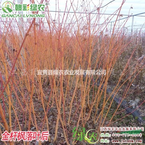 金桿楓 正宗金桿楓嫁接苗 金桿楓樹(shù)苗報(bào)價(jià) 金桿楓圖片