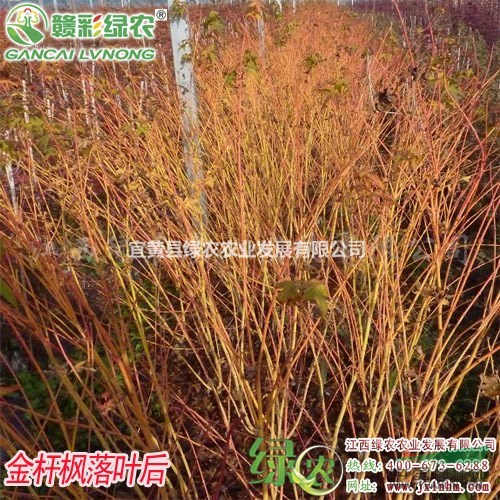 金桿楓 正宗金桿楓嫁接苗 金桿楓樹(shù)苗報(bào)價(jià) 金桿楓圖片