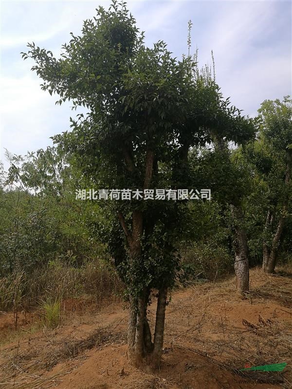 苗圃對節(jié)白蠟樁景、刺冬青樁，精品桂花急需處理，欲購從速。