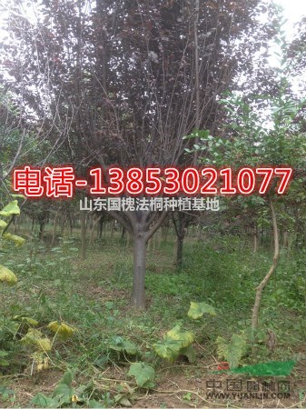 處理10公分老式優(yōu)質青垂柳價格美麗