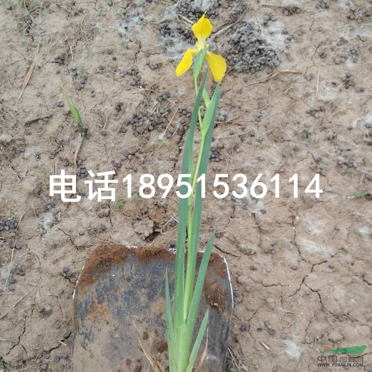 黃菖蒲水生植物苗圃直銷   水燭 黃鳶尾 水生鳶尾 黃花鳶尾