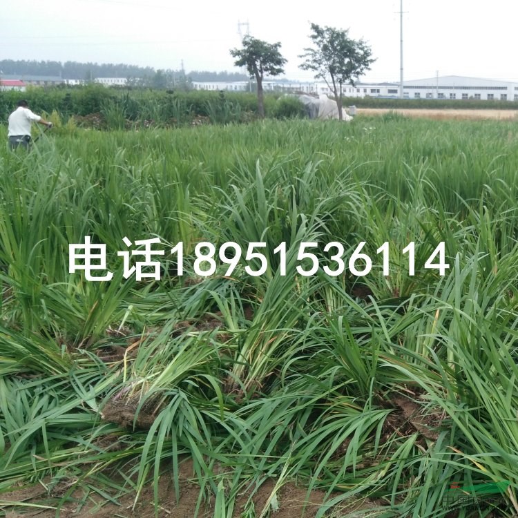 黃菖蒲水生植物苗圃直銷   水燭 黃鳶尾 水生鳶尾 黃花鳶尾