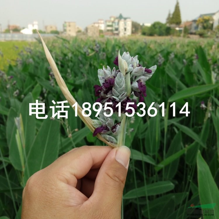 再力花 別名 水竹芋 水蓮蕉 塔利亞 水生植物直銷(xiāo)
