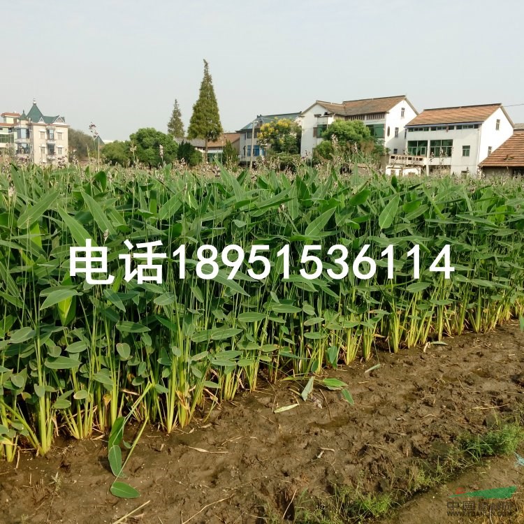 再力花 別名 水竹芋 水蓮蕉 塔利亞 水生植物直銷(xiāo)