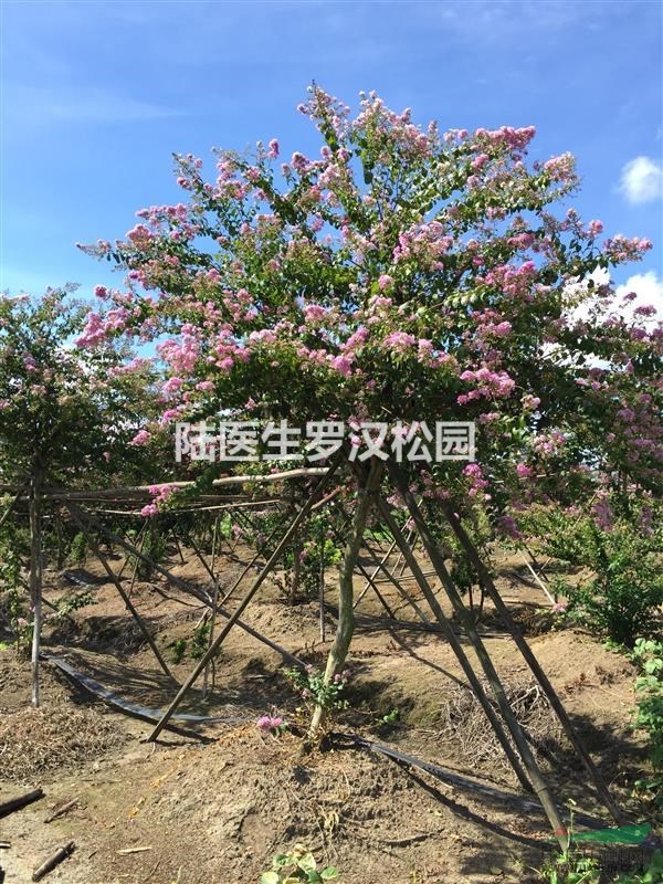 高桿紫薇