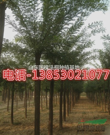 18公分國槐批發(fā)哪里的國槐價格便宜