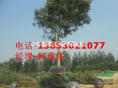18公分國槐批發(fā)哪里的國槐價格便宜