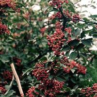 批發(fā)花椒苗泰山大紅袍 九葉青 獅子頭花椒苗新品種 價(jià)格低