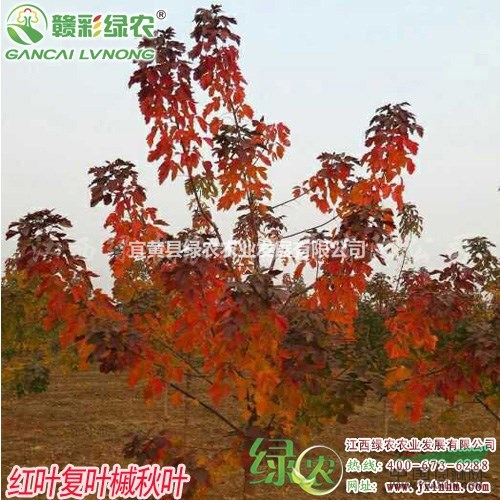 紅葉復(fù)葉槭 供應(yīng)復(fù)葉槭樹(shù)苗價(jià)格 正紅葉復(fù)葉槭小苗供應(yīng)商