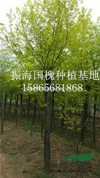 50公分精品國槐山東鄆城苗木市場價格準(zhǔn)確