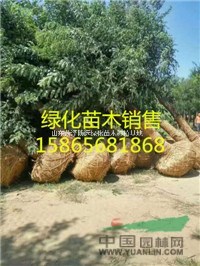 山東鄆城5公分-10公分國(guó)槐種植銷售價(jià)格詳解