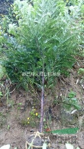 3公分紅豆杉