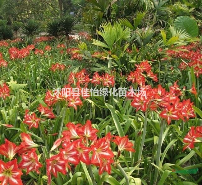 朱頂紅  朱頂紅小苗   品種朱頂紅 園林綠化 小區(qū)綠化