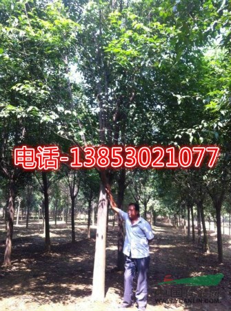 大葉女貞胸徑12公分價格