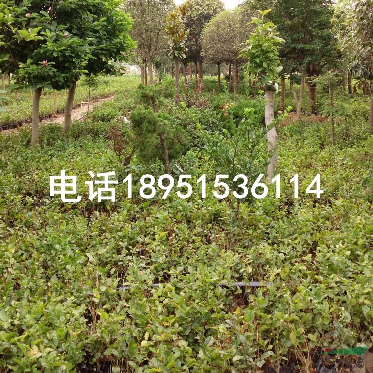 雙瓣茉莉花盆栽苗 苗圃處理價價格